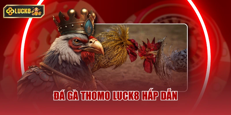 Đá gà Thomo luck8 hấp dẫn