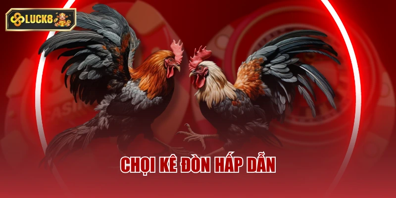Chọi kê đòn hấp dẫn