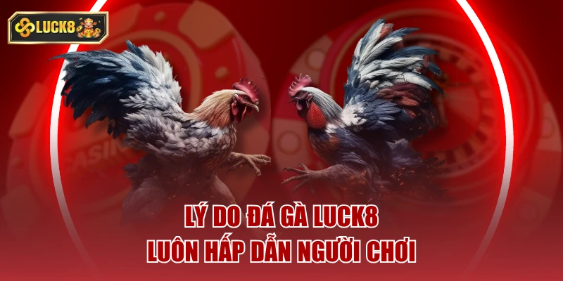 Lý do đá gà luck8 luôn hấp dẫn người chơi